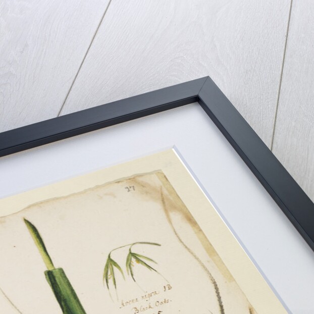 White and black oats by Richard Waller