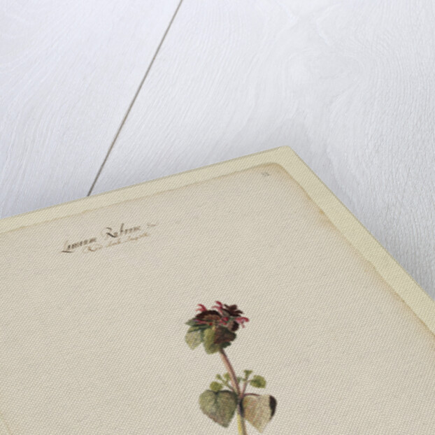 Red archangel or dead nettle by Richard Waller