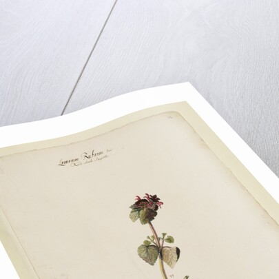 Red archangel or dead nettle by Richard Waller