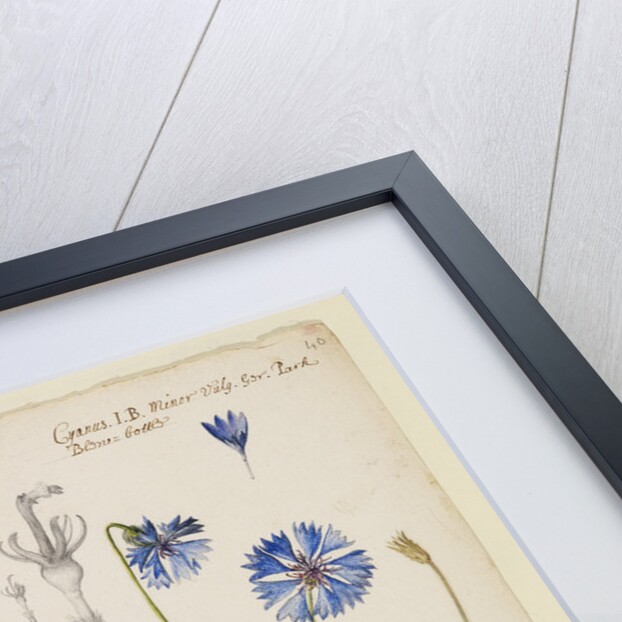 Knap-weed or matfelon and cornflower or bluebottle by Richard Waller