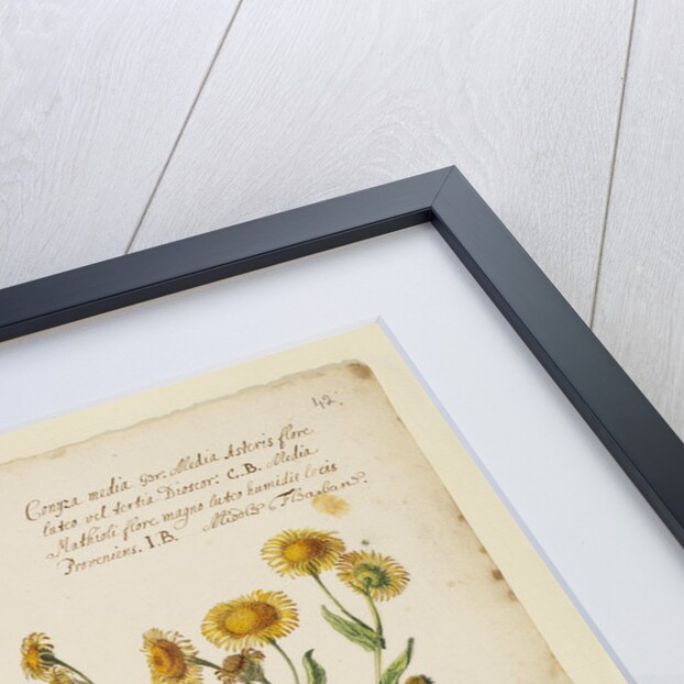 Small and middle flea-bane by Richard Waller