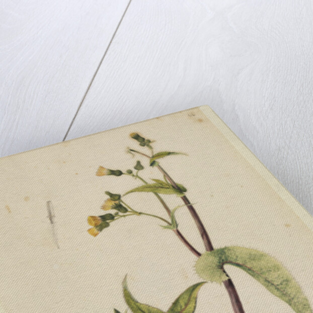 Prickly sow-thistle with less jagged leaves by Richard Waller