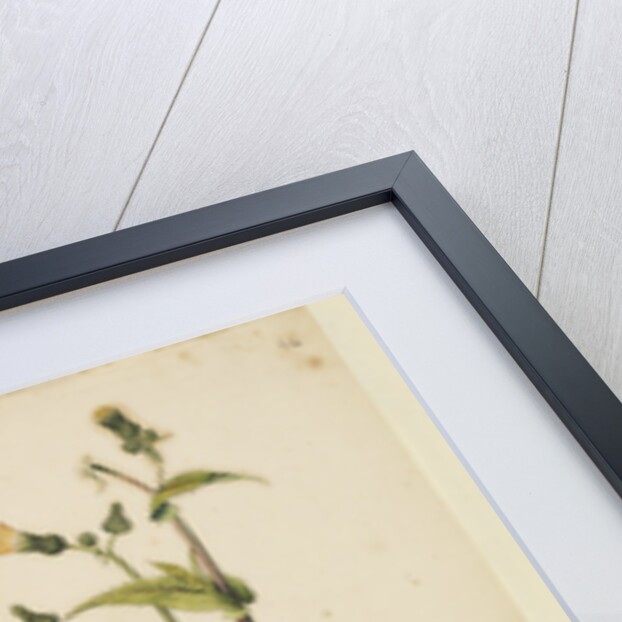 Prickly sow-thistle with less jagged leaves by Richard Waller