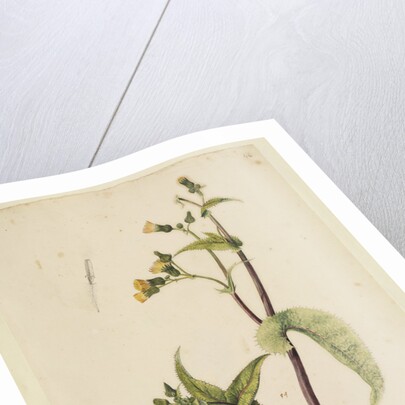 Prickly sow-thistle with less jagged leaves by Richard Waller