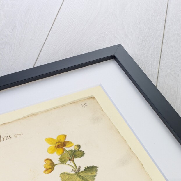 Marsh marigold by Richard Waller