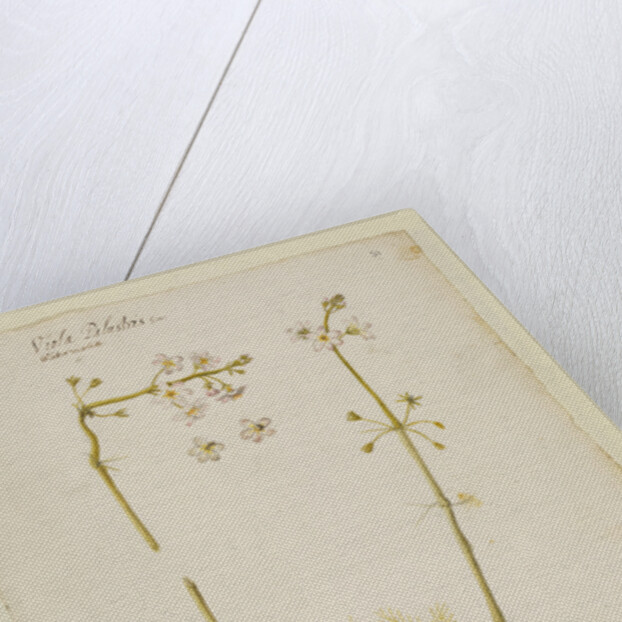 Water violet by Richard Waller