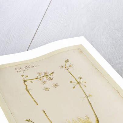 Water violet by Richard Waller