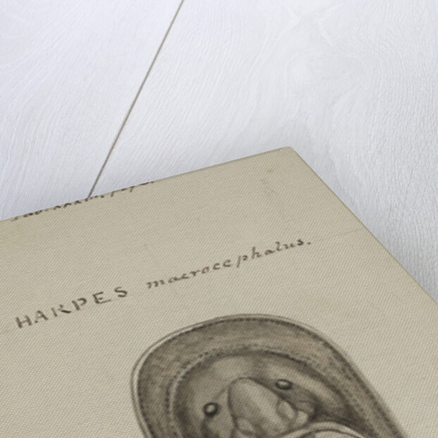 Harpes macrocephalus, species of trilobite by Henry James