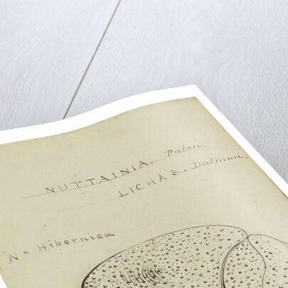 Nuattainia and Lichas, species of trilobite by Henry James
