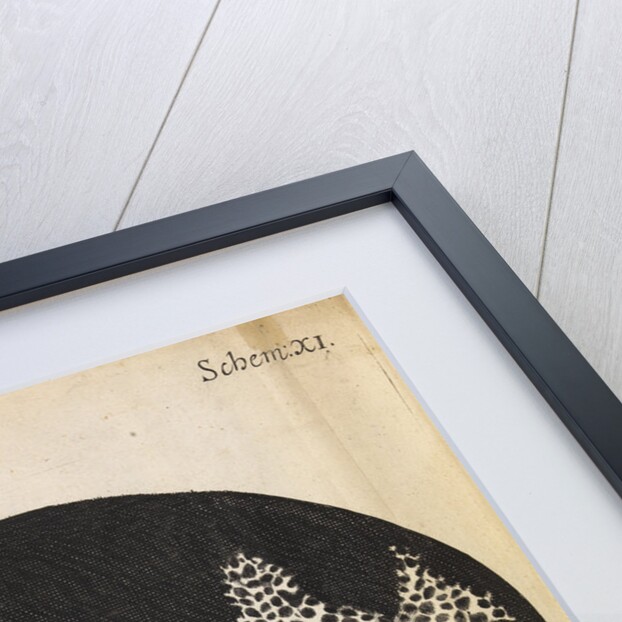 Microscopic view of cells in a sliver of cork by Robert Hooke