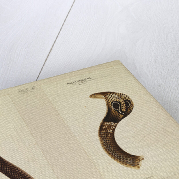 Indian cobra by Annada Prasad Bagchi