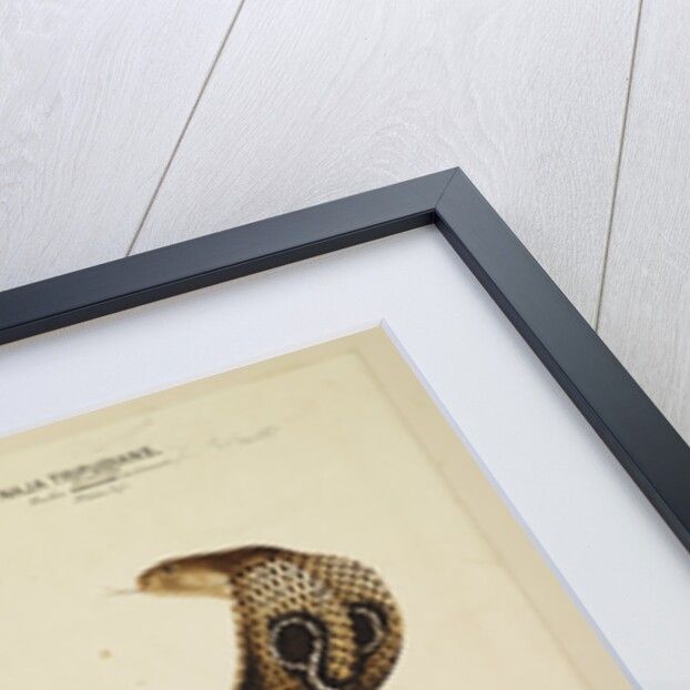 Indian cobra by Annada Prasad Bagchi