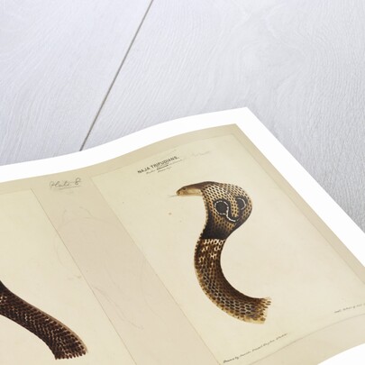 Indian cobra by Annada Prasad Bagchi