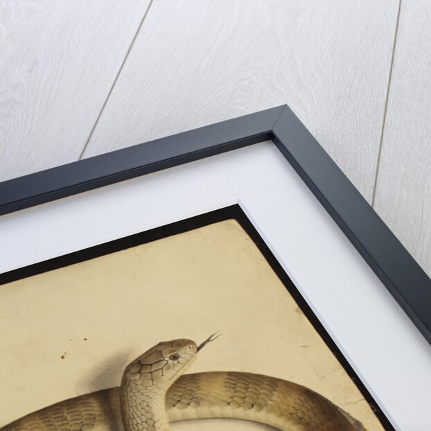 King cobra by Annada Prasad Bagchi