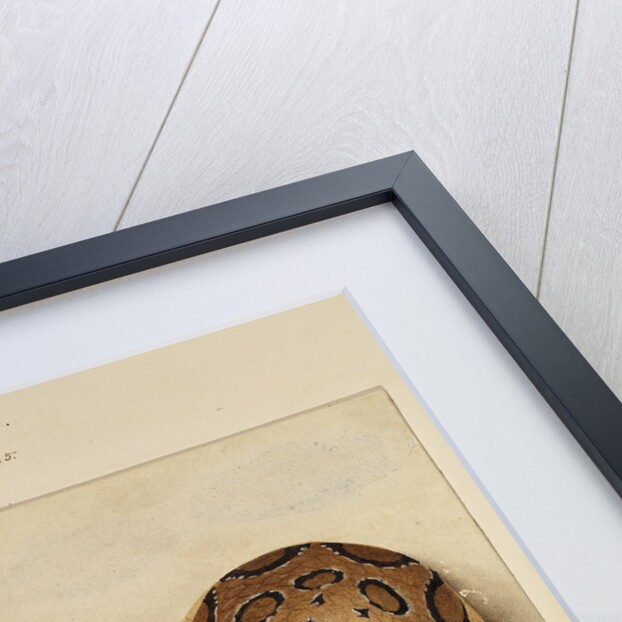 Russell's viper by Annada Prasad Bagchi