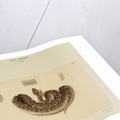 Saw-scaled viper by Annada Prasad Bagchi