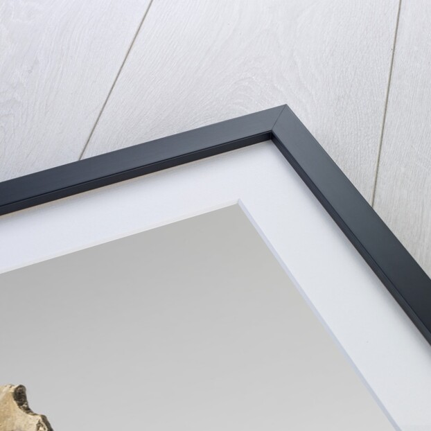 Death mask of Isaac Newton by Michael Rysbrack