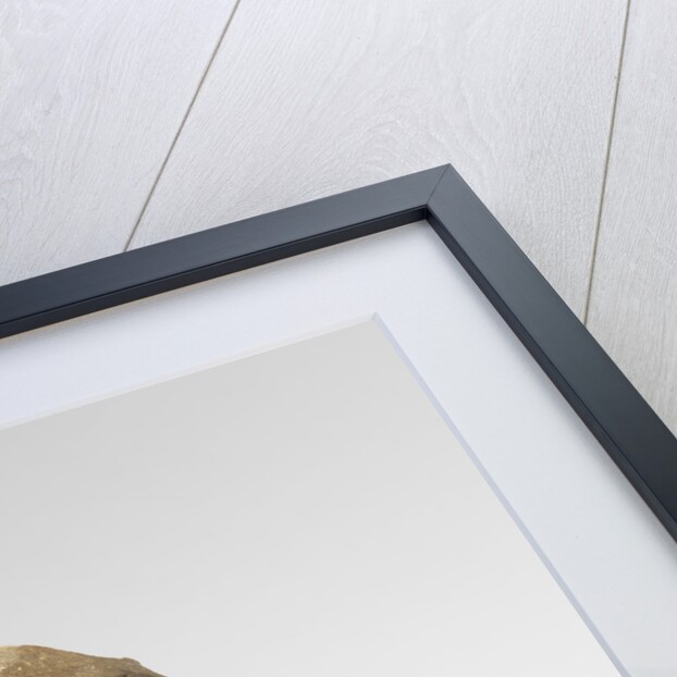 Death mask of Isaac Newton by Michael Rysbrack