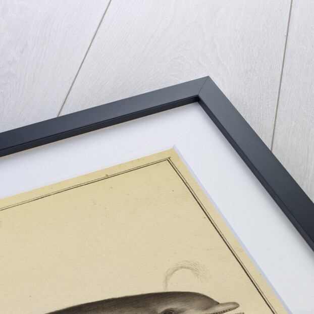 Bottlenose dolphin by William Bell