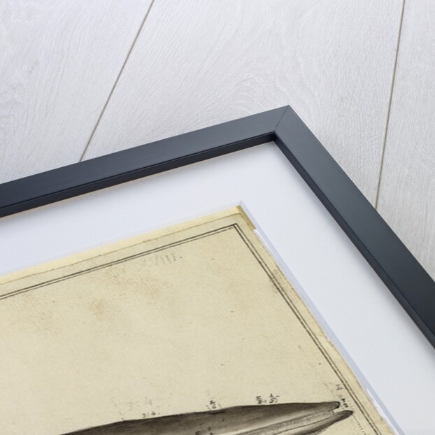 'Balaena Rostrata, Fabricus [Minke whale?]' by William Bell