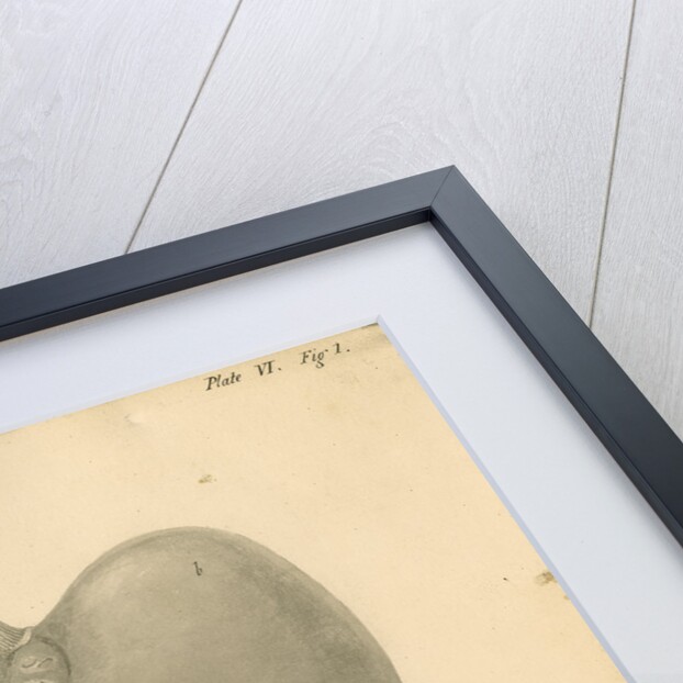 'Internal view...beaver' by William Clift