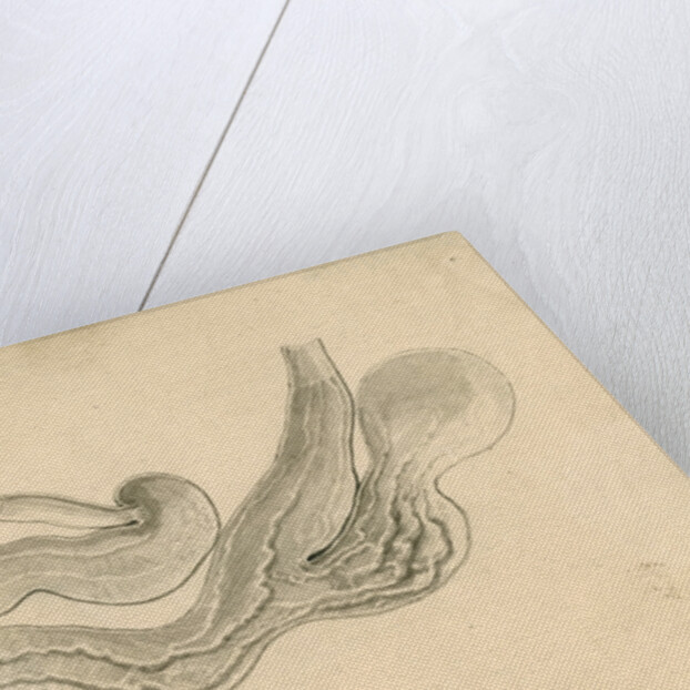 'Vampyre bat [stomach]' by William Clift