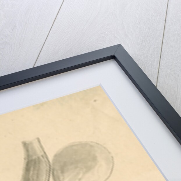 'Vampyre bat [stomach]' by William Clift