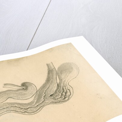 'Vampyre bat [stomach]' by William Clift