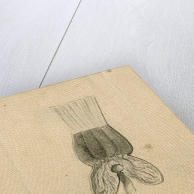 'Hawk [stomach]' by William Clift