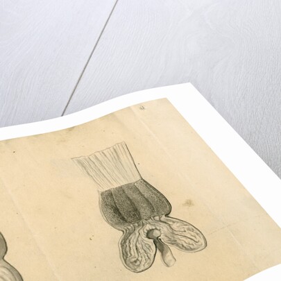 'Hawk [stomach]' by William Clift