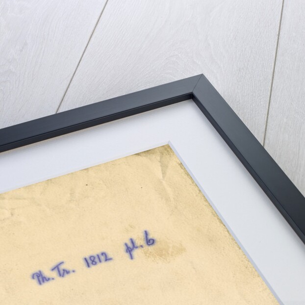 Vertebrae and ribs of a boa constrictor by William Clift