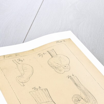 Cardiac cavities and gizzards of birds by William Clift