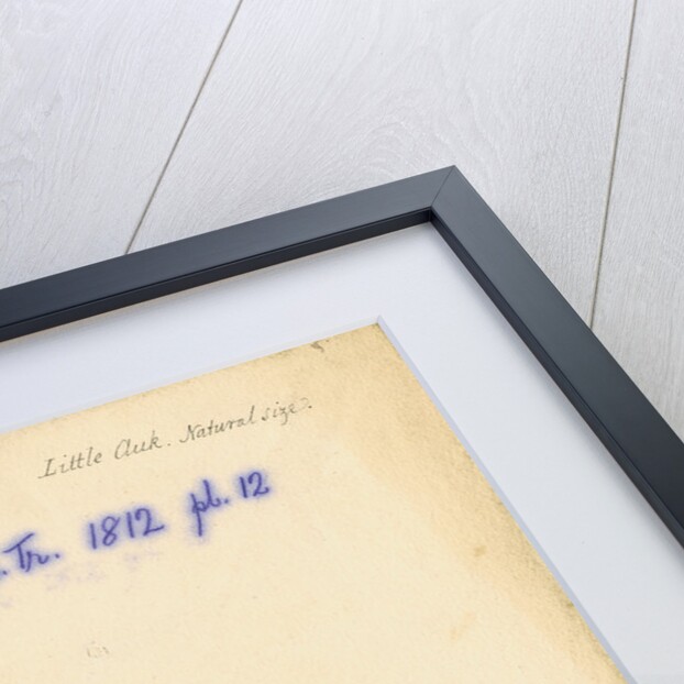 'Little auk [gizzard]' by William Clift