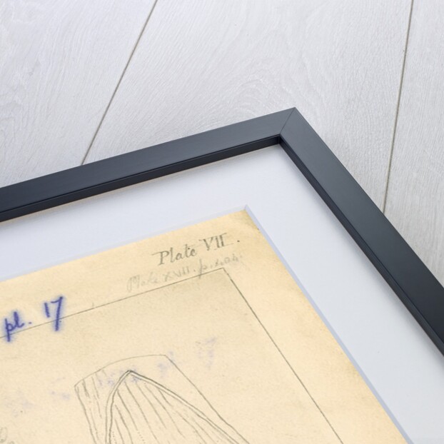 'African ostrich [gizzard]' by William Clift