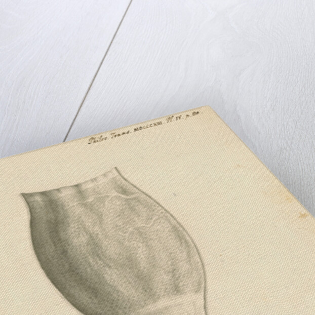 Cassowary [gizzard] by John Howship