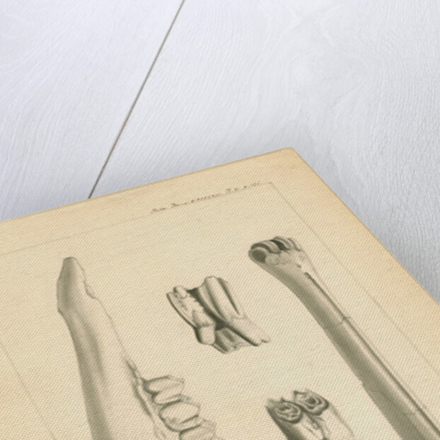 Fossil deer bones by Anonymous