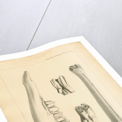 Fossil deer bones by Anonymous