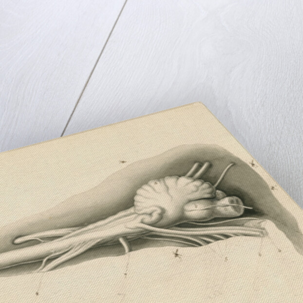 Cerebellum of the Squalus maximus [Basking shark] by John Howship