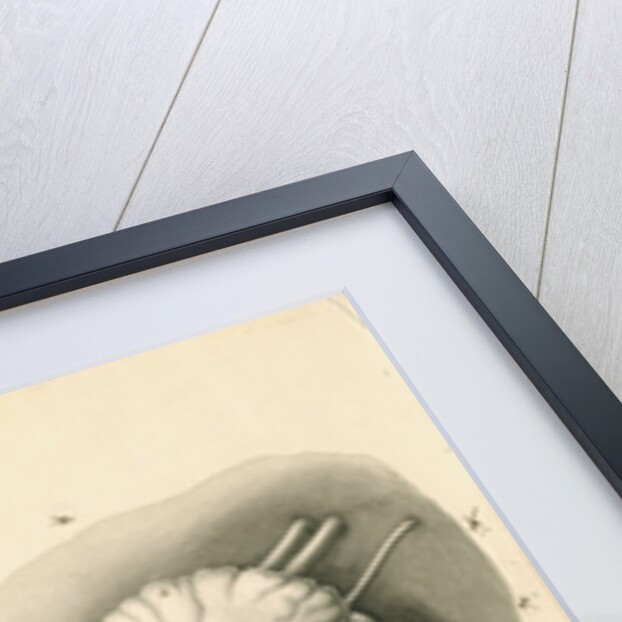 Cerebellum of the Squalus maximus [Basking shark] by John Howship