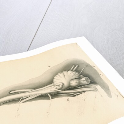 Cerebellum of the Squalus maximus [Basking shark] by John Howship