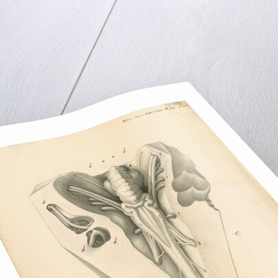 Cerebellum of the Squalus maximus [Basking shark] by John Howship