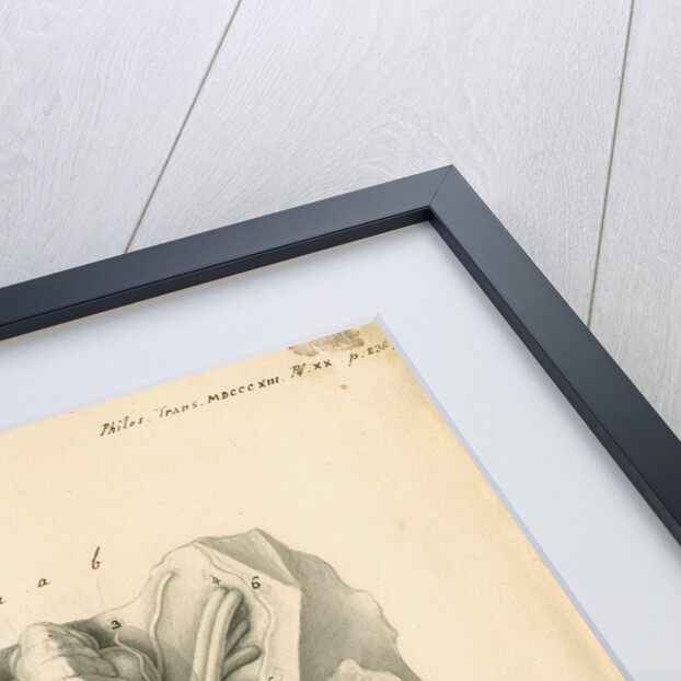 Cerebellum of the Squalus maximus [Basking shark] by John Howship