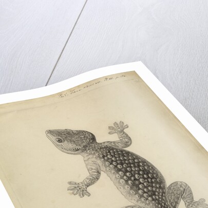 Lacerta gecko by William Clift