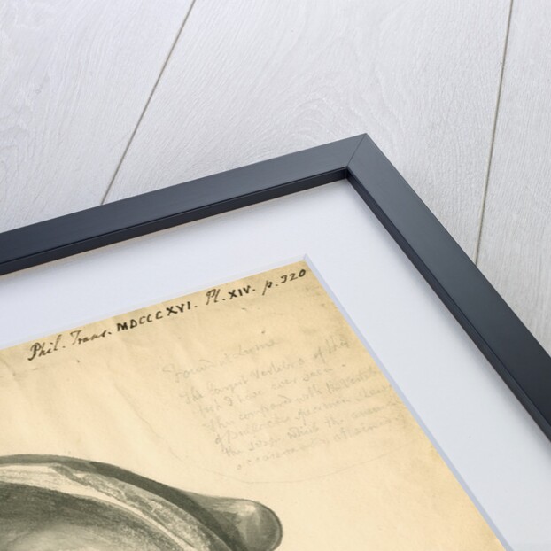 Fossilised Ichthyosaur vertebra by William Clift