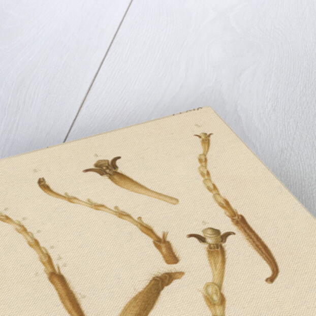 Yellow Saw-fly legs by Franz Andreas Bauer