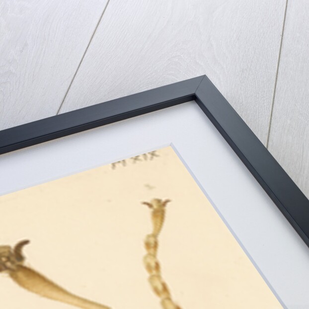 Yellow Saw-fly legs by Franz Andreas Bauer