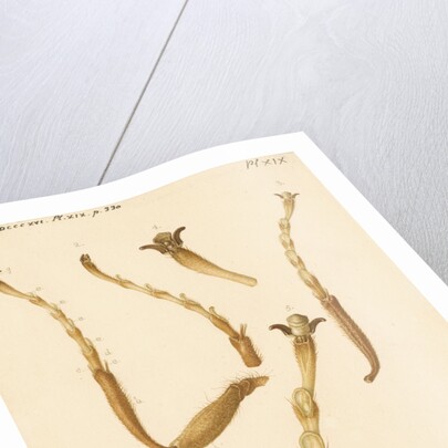 Yellow Saw-fly legs by Franz Andreas Bauer