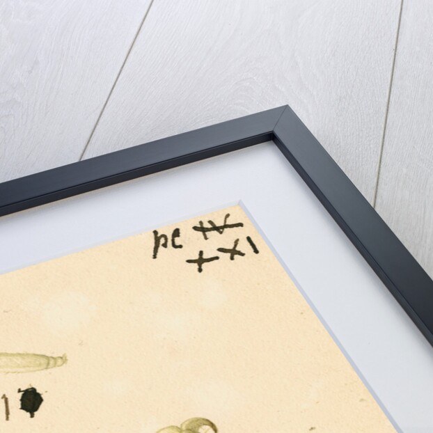 Oak bush-cricket legs by Franz Andreas Bauer