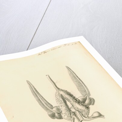 Heart of the Sepia officinalis [Common cuttlefish] by William Clift
