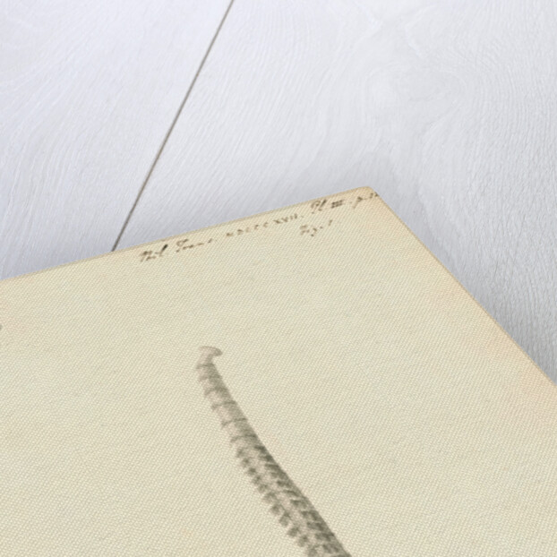 Lumbricus marinus [Lugworm] by William Clift